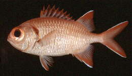 Image of Big-eye Soldierfish