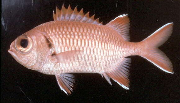 Image of Big-eye Soldierfish