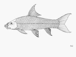 Image of African carp