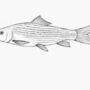 Image of African carp