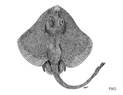 Image of Carolina pygmy skate