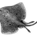 Image of Bahama skate