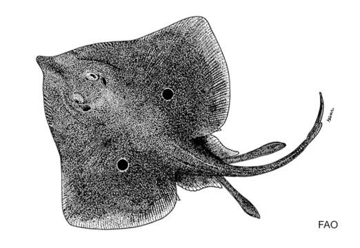 Image of Bahama skate