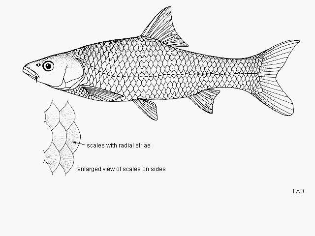 Image of Enteromius litamba (Keilhack 1908)