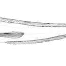 Image of Eretmichthys pinnatus Garman 1899