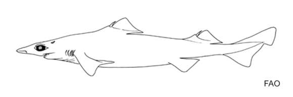 Image of Black Gulper Shark