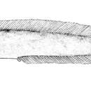 Image of Longtail cusk