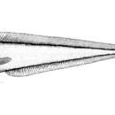 Image of Glyptophidium argenteum Alcock 1889
