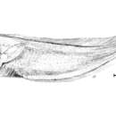 Image of Leptobrotula breviventralis Nielsen 1986