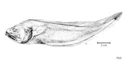 Leptobrotula breviventralis Nielsen 1986的圖片