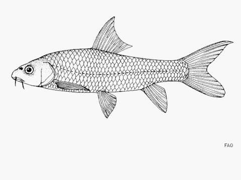 Image of Labeobarbus johnstonii (Boulenger 1907)