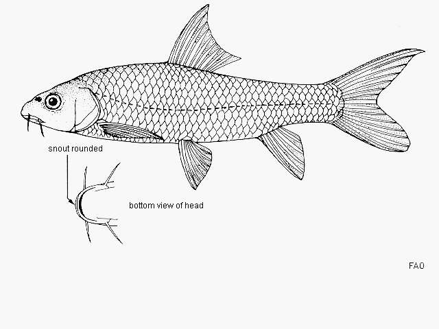 Слика од Labeobarbus johnstonii (Boulenger 1907)