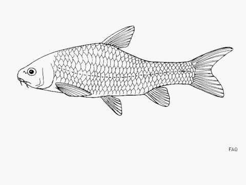 Image of Labeobarbus johnstonii (Boulenger 1907)