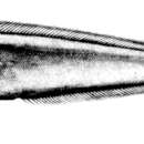 Monomitopus microlepis Smith & Radcliffe 1913 resmi