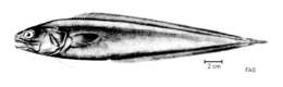 Слика од Monomitopus microlepis Smith & Radcliffe 1913