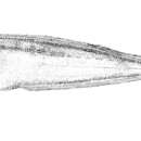 Monomitopus vitiazi (Nielsen 1971) resmi