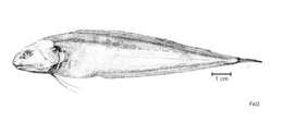 Image of Spearcheek cusk