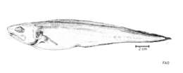 Monomitopus americanus (Nielsen 1971) resmi