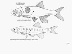 Sivun Opsaridium microlepis (Günther 1864) kuva