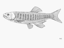 Image of Lake trout
