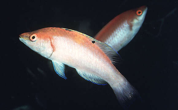 Image of Walindi wrasse