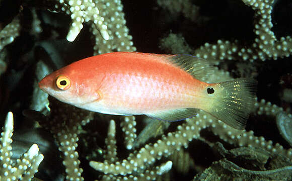 Image of Walindi wrasse