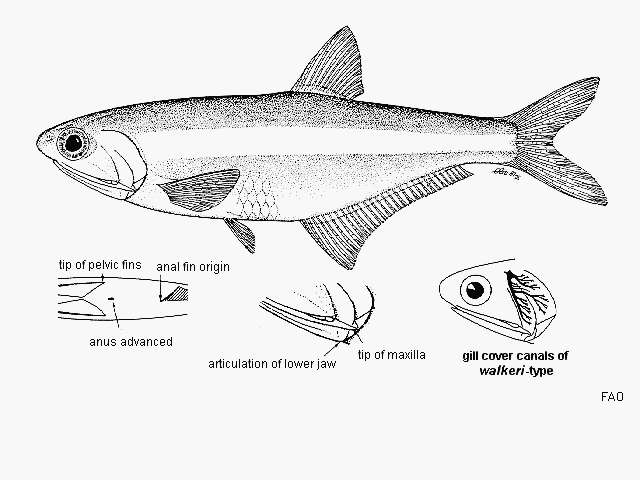 Image of Persistent anchovy