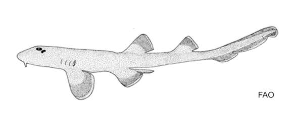 Image of Indonesian Bambooshark