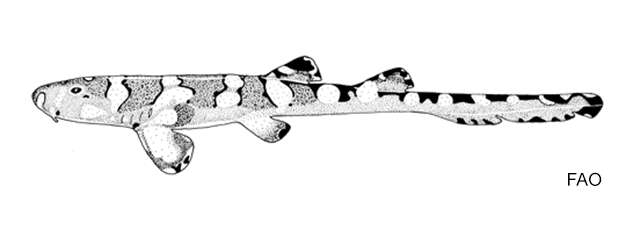 Chiloscyllium hasseltii Bleeker 1852 resmi