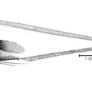 Image of Tauredophidium hextii Alcock 1890