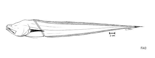 Plancia ëd Bassozetus elongatus Smith & Radcliffe 1913