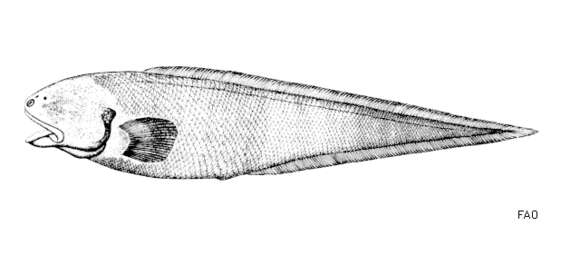 Слика од Apagesoma edentatum Carter 1983