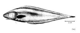 Image of Barathrodemus nasutus Smith & Radcliffe 1913