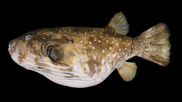 Image of Broadbarred Toadfish