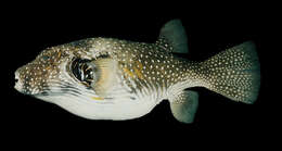 Image of Broadbarred Toadfish