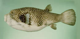 Image of Broadbarred Toadfish