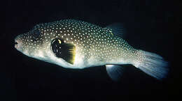 Image of Broadbarred Toadfish