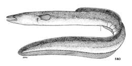 Image of Indonesian longfinned eel
