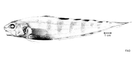 Image de Neobythites multistriatus Nielsen & Quéro 1991