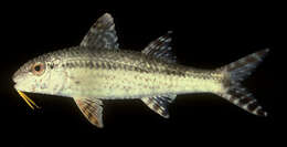 Image of Bar-tail goatfish