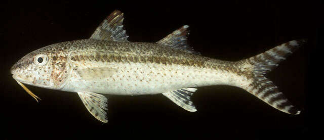 Image of Bar-tail goatfish