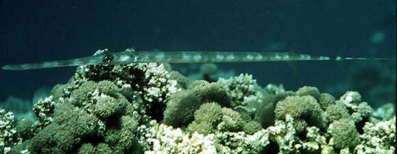 Image of Bluespotted cornetfish