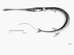 Image of Bluespotted cornetfish