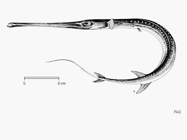 Image of Bluespotted cornetfish