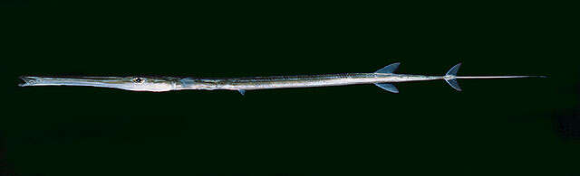 Image of Bluespotted cornetfish