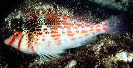 Image of Coral Hawkfish