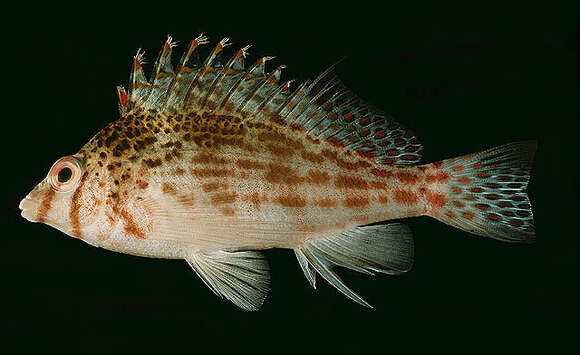 Image of Coral Hawkfish