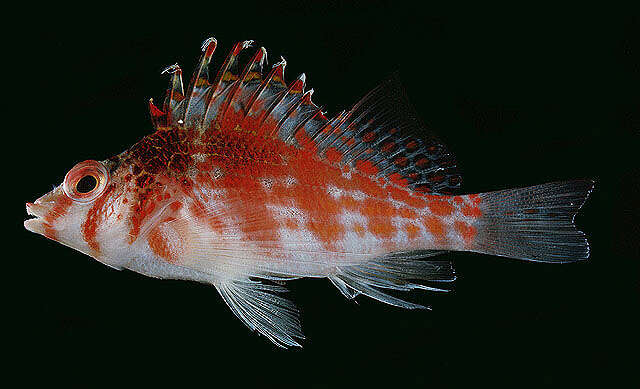 Image of Coral Hawkfish