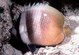 Image of Blacklip Butterflyfish
