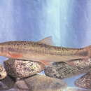 Image of Blunt-nosed snowtrout